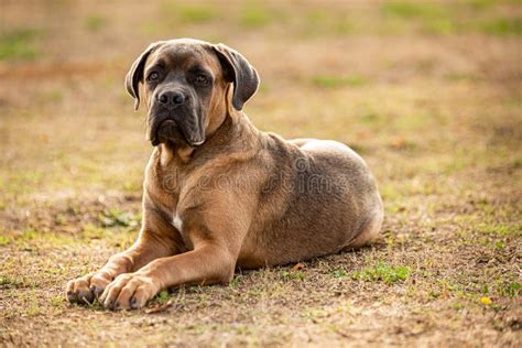 Young and Muscular Italian Cane Corso Dog Outside Stock Image - Image ...