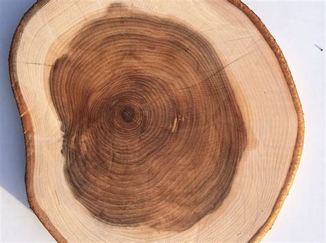 What is sorbus, scorus and how it is used in carpentry - Wood magazine