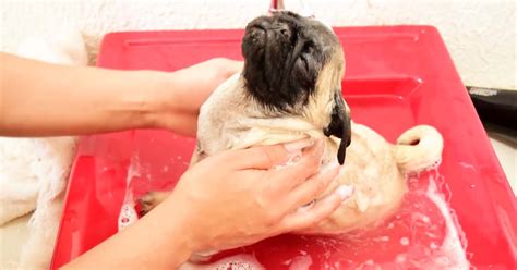 It's The Puppy Bathtime And It's So CUTE! | FaithPot