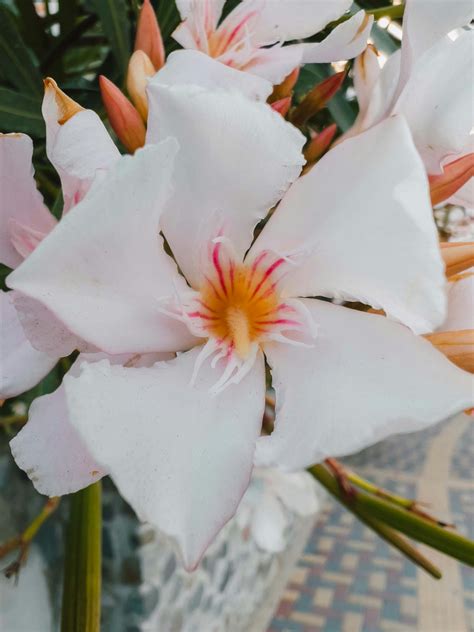 White Oleander Photos, Download The BEST Free White Oleander Stock ...