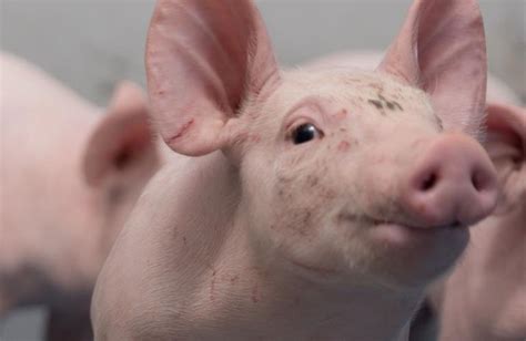 Prestarter for piglets | Cooperl