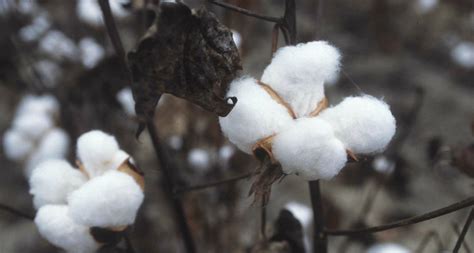 Types of Cotton | Patra