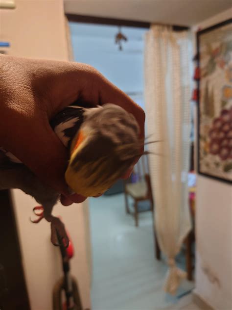 He pooped on my bed so off to jail : r/cockatiel