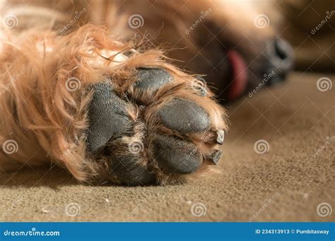 Dog Paw Pad in Macro Detail Stock Image - Image of puppy, cute: 234313913