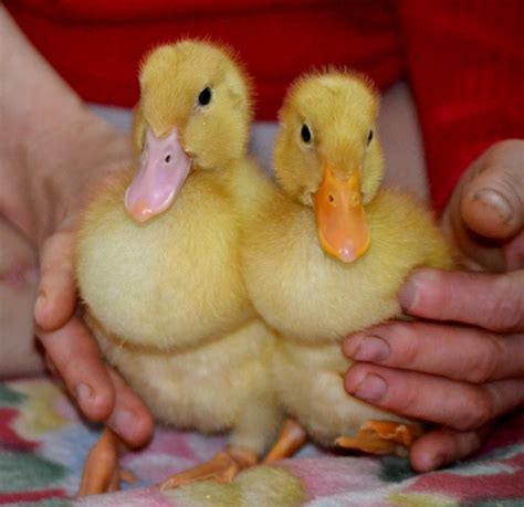 Ducklings Free Stock Photo - Public Domain Pictures