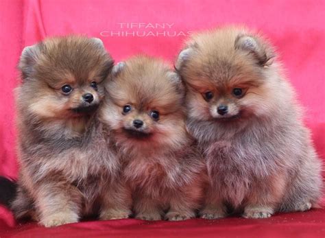 Pin by Alisha Gough on Animals | Pomeranian puppy, Chihuahua puppies for sale, Chihuahua puppies