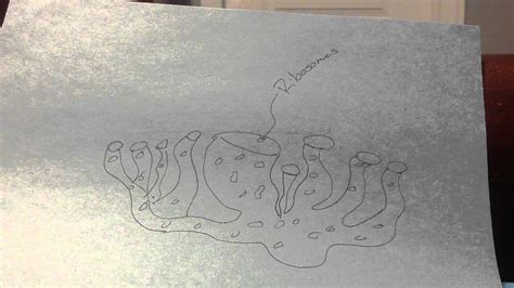 Ribosomes - YouTube