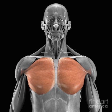 Pectoralis Major Muscle | ubicaciondepersonas.cdmx.gob.mx