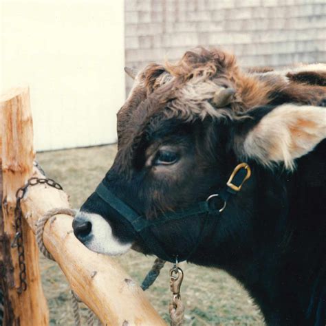 Yoked: How a Homesteading Woman Reconsidered the Meaning of Bodies | A ...