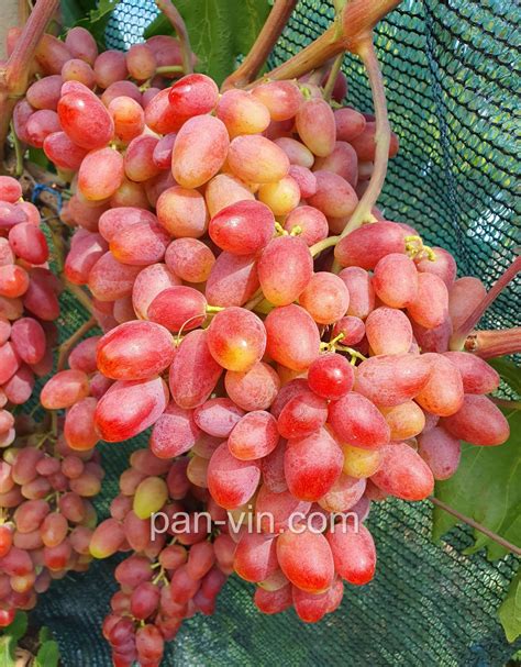 Квазар — pan-vin.com