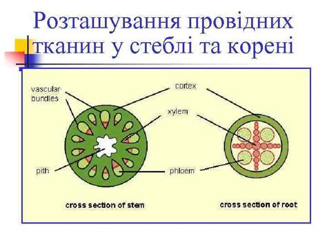 АНАТОМІЧНА БУДОВА КОРЕНЯ ФУНКЦІЇ КОРЕНЯ — вбирання