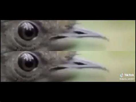 Corbeau qui rap #meme - YouTube