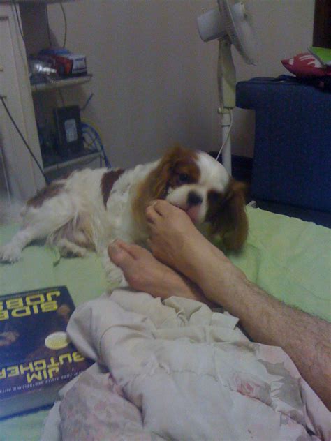 Why training a boy cavalier is surprisingly easier than most breeds 17