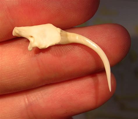 snake release Gaboon viper fang attached to maxilla bone – News