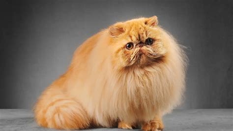 persian cats guide  malaysia  sell adopt care tips