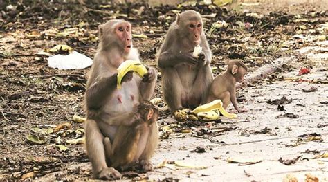 elderly woman killed  monkey attack  agra  death