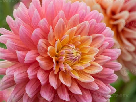 Dahlias in germany 11222694 Stock Photo at Vecteezy