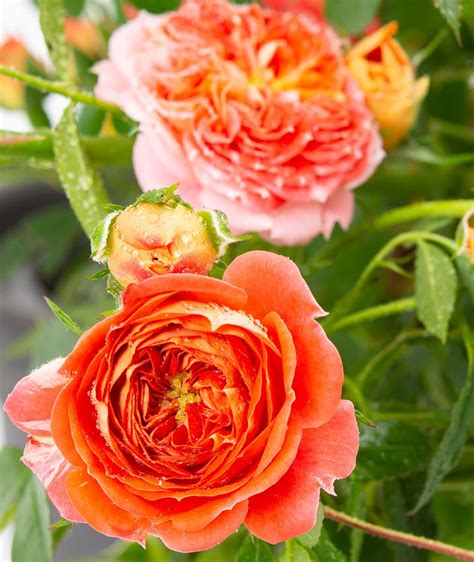 Starlet Rose Carmen ® - Rosa Carmen ® günstig kaufen