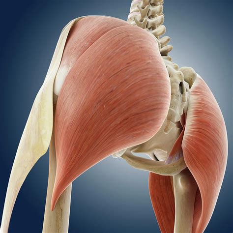 Anatomy Of The Bum
