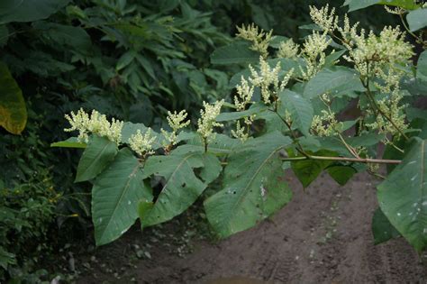 Reynoutria sachalinensis (2 photos) - гречиха сахалинская | Flickr
