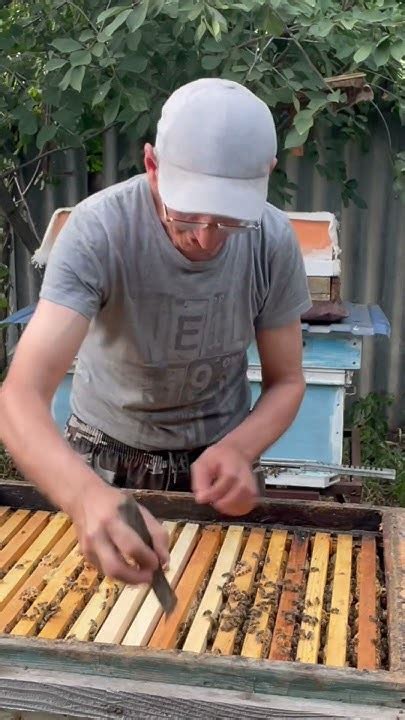 Работа с пчелами!🐝🐝🐝🐝🐝🐝🐝🐝🐝🐝🐝🐝🐝🐝🙋🏻 - YouTube