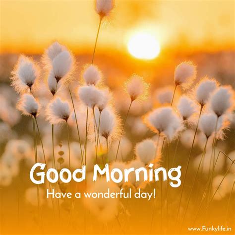 Top 99+ Pictures Good Morning Summer Images Sharp