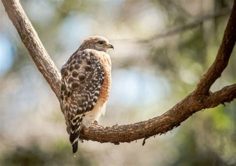 Missouri Birds of Prey: Our Guide of the 8 Most Common with Pictures