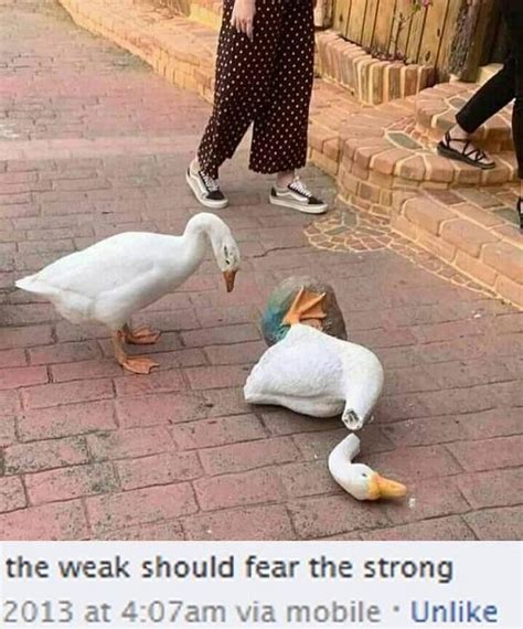 Geese | The Weak Should Fear the Strong | Know Your Meme