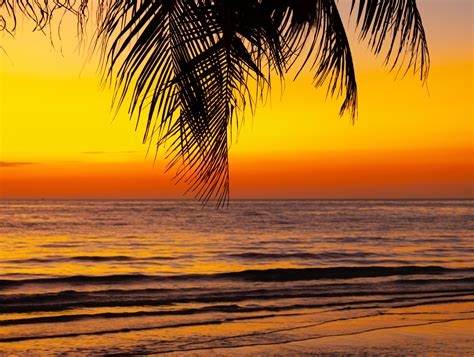 Sunset Orange Trees