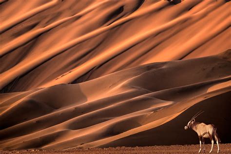 Namibia wildlife - Jim Zuckerman photography & photo tours