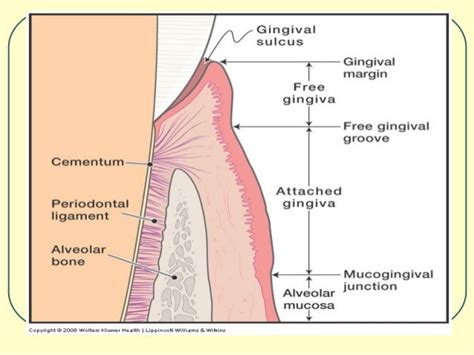 Gingival Anatomy - Anatomy Reading Source