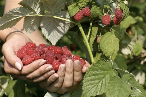 Малиновое Дерево Посадка И Уход Фото – Telegraph