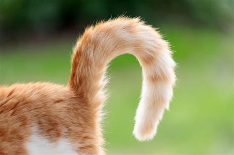 Cat Tail Language: Decoding What Their Wags Mean (With Infographics ...