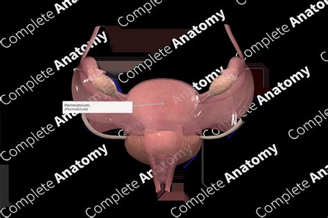 Perimetrium | Complete Anatomy