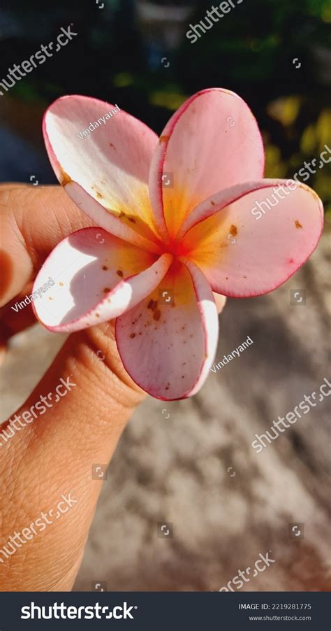 Putting Cambodia Flower Fall Stock Photo 2219281775 | Shutterstock