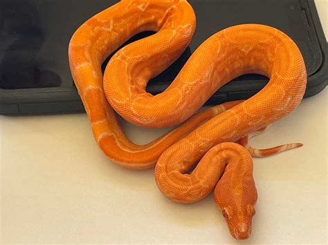 Red Dragon Boa: Care Guide, Morphs, and Breeding Tips - Vital Frog