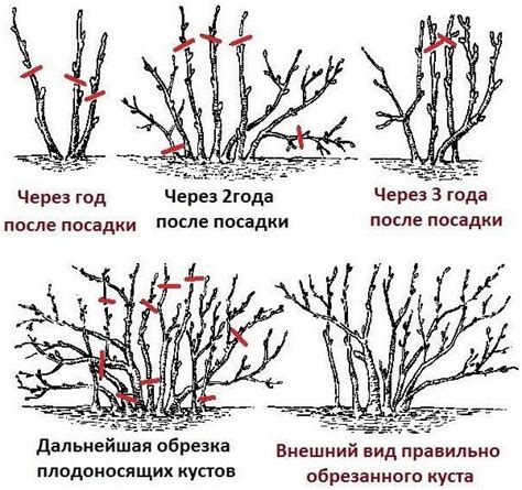Сорт крупноплідної чорної смородини Церера: опис, агротехніка, фото