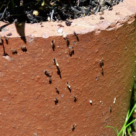 Do White Ants Live In Soil at Courtney Stansberry blog
