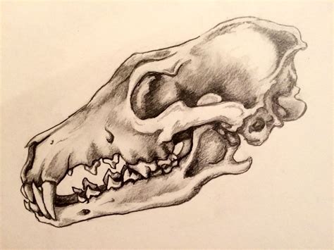 Coyote Skull Tattoo