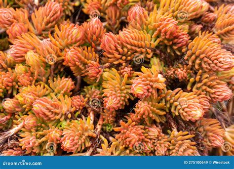 Stonecrop, a Type of Sedum Plant Used for Landscaping Stock Image ...