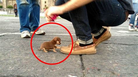 Top 10 Smallest Dogs in the World - YouTube
