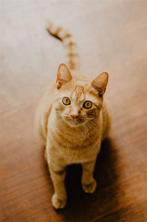 Do Cats Like Salt? - Walkies and Whiskers
