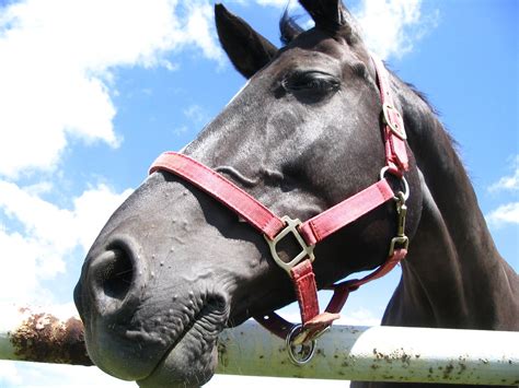 hors 4 Free Photo Download | FreeImages