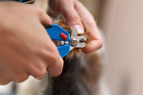 How to Groom a Havanese (8 Expert Tips & Tricks) | Hepper