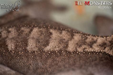 super sable forms lil monsters reptiles