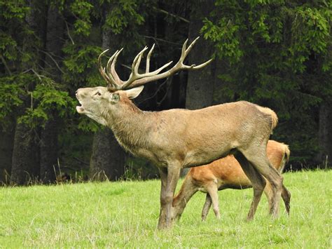 Hirsch 1 Foto & Bild | tiere, wildlife, säugetiere Bilder auf fotocommunity
