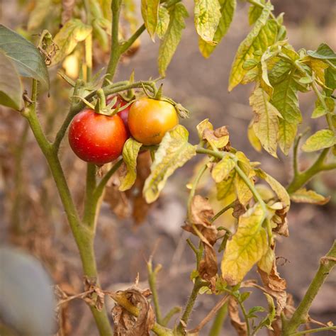 Why are my Tomato Leaves Turning Yellow? | When to plant vegetables