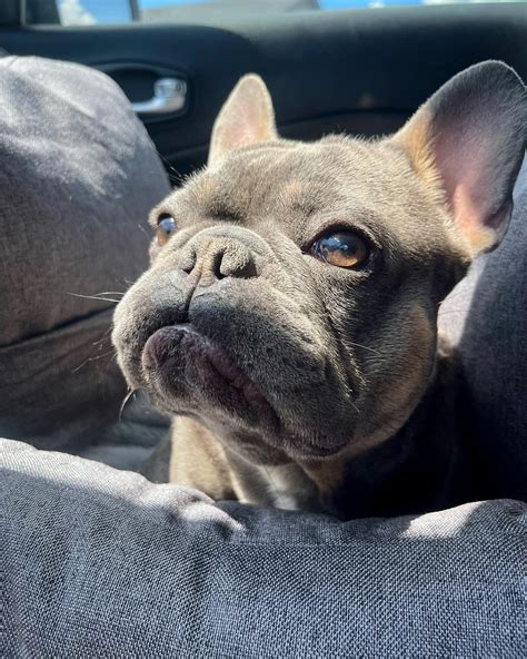 Kash.d.frenchie
