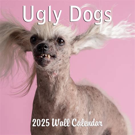 Ugly Dog Photo Gallery 100+] Ugly Dog Pictures | Wallpapers.com