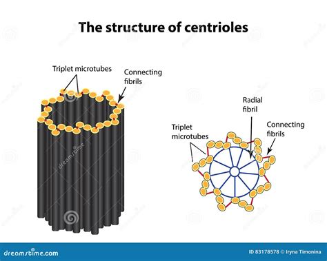 Centrioles Cartoons, Illustrations & Vector Stock Images - 352 Pictures ...